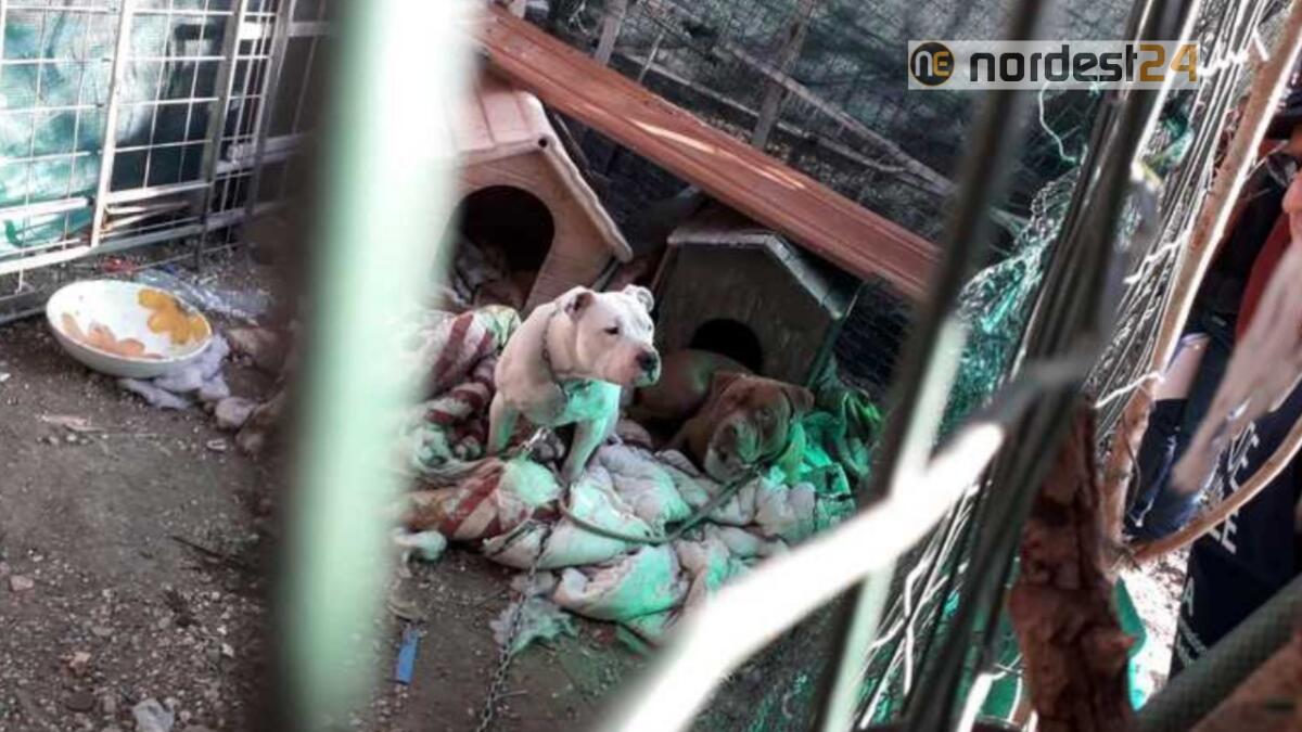 Legati ad una piccola corda, senza acqua e nella spazzatura: salvati 2 pitbull - 