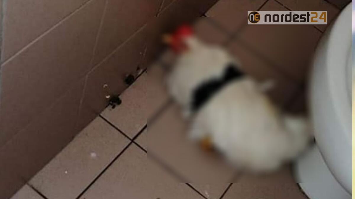 Trieste, legano una gallina con il nastro adesivo nei bagni della scuola - 