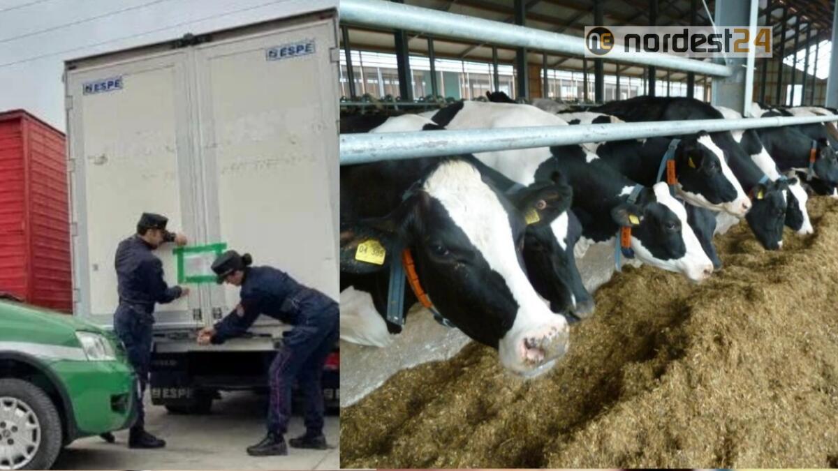 Scarti nocivi di aziende nei mangimi: sequestrate 8 tonnellate - 