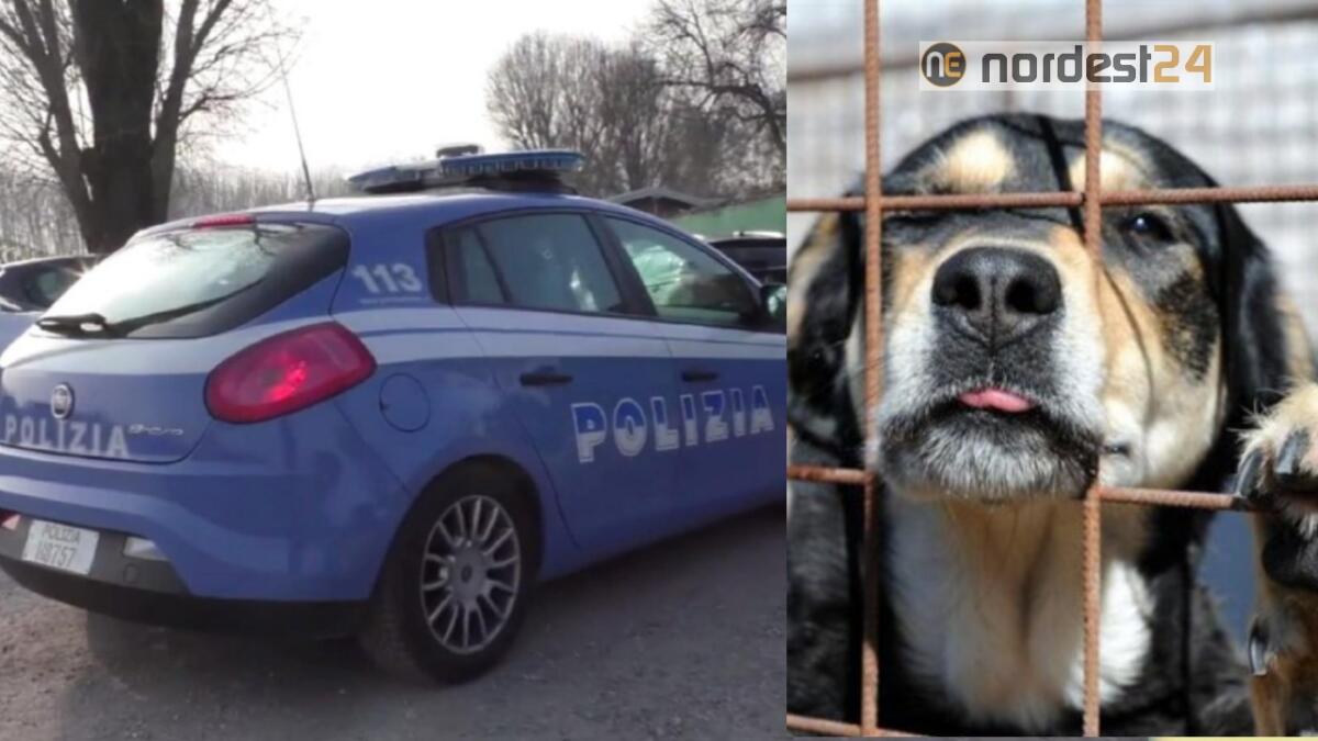 Villotta di Chions, maxi truffa e peculato ai danni dei cani - 