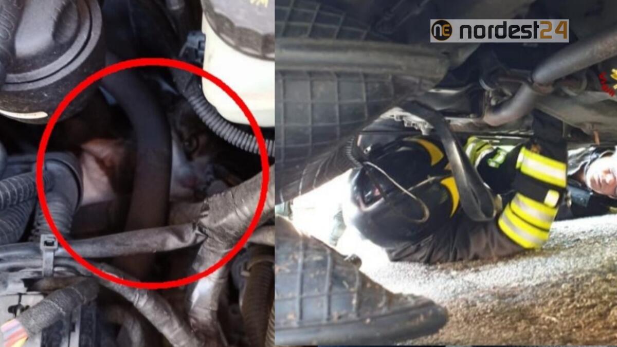 Micio intrappolato nel vano motore: salvato dai pompieri - 