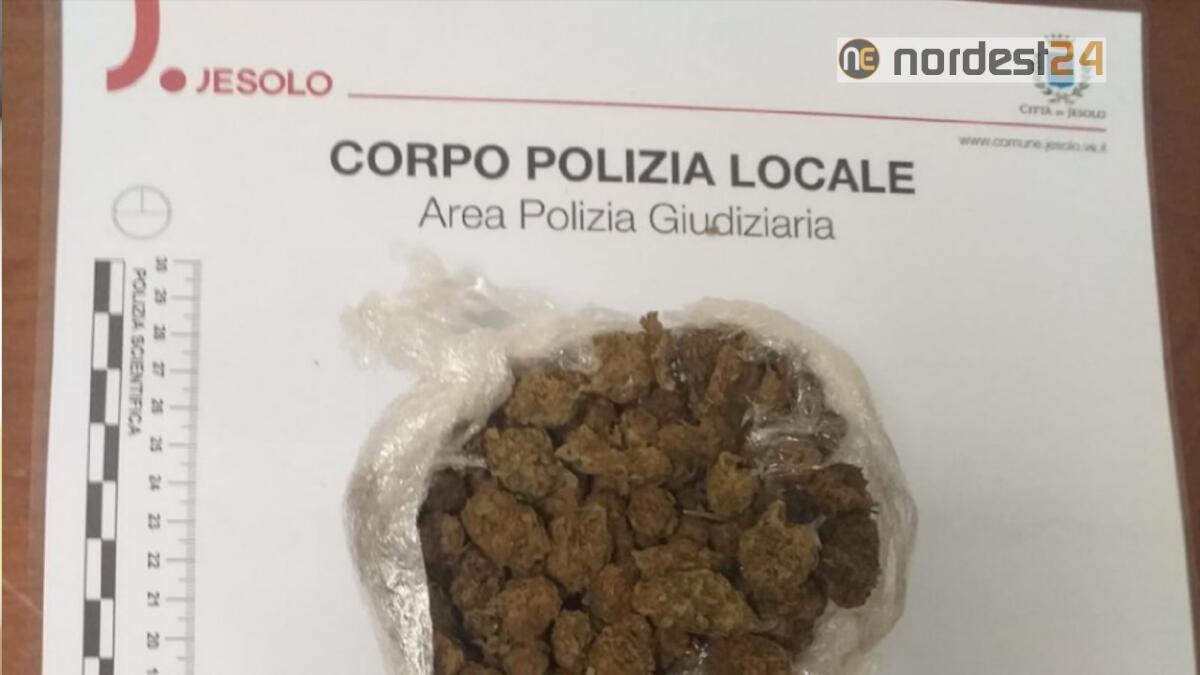 Jesolo. Lo fermano per un controllo, ma il cane fiuta la droga negli slip - 