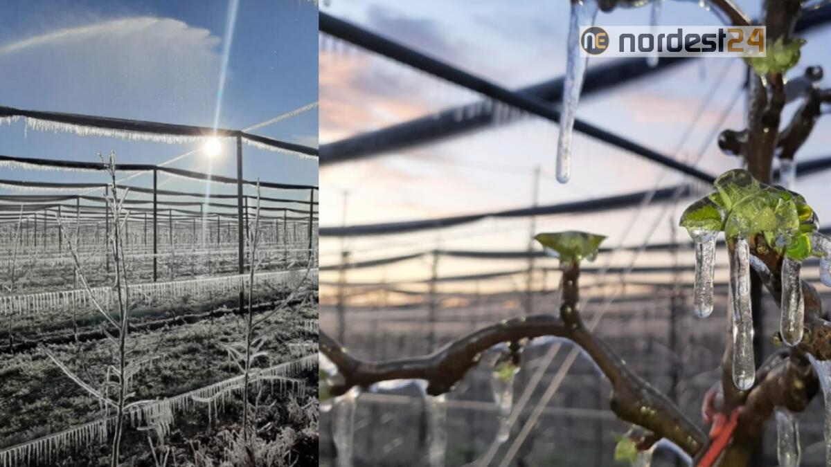 Fvg, non c'è pace: gelata notturna, colpiti frutteti in tutta la pianura - 