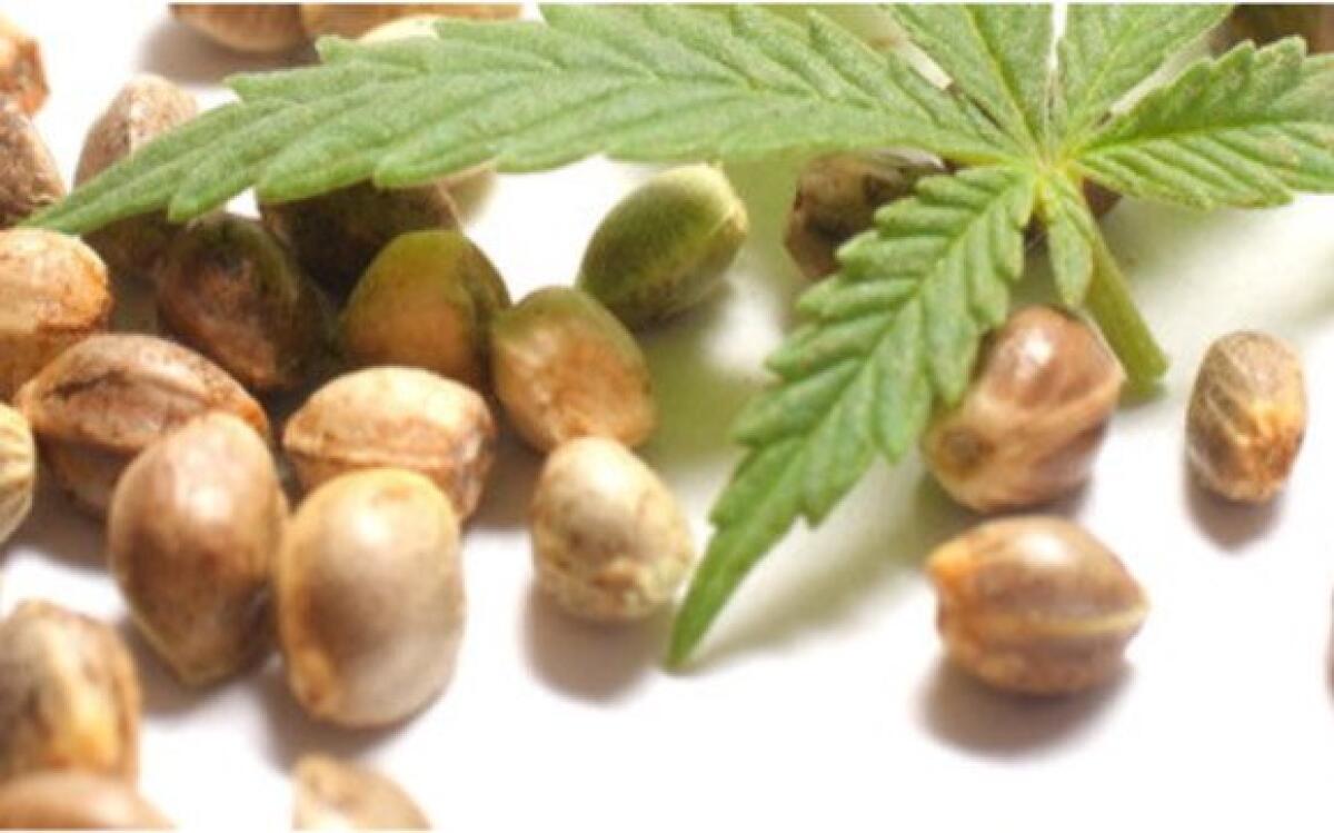Una panoramica sulla normativa dei semi di cannabis - 