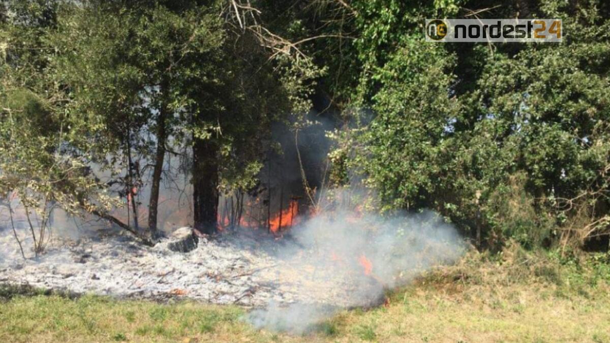 Incendio a Lignano: a fuoco una zona boschiva a Riviera - 