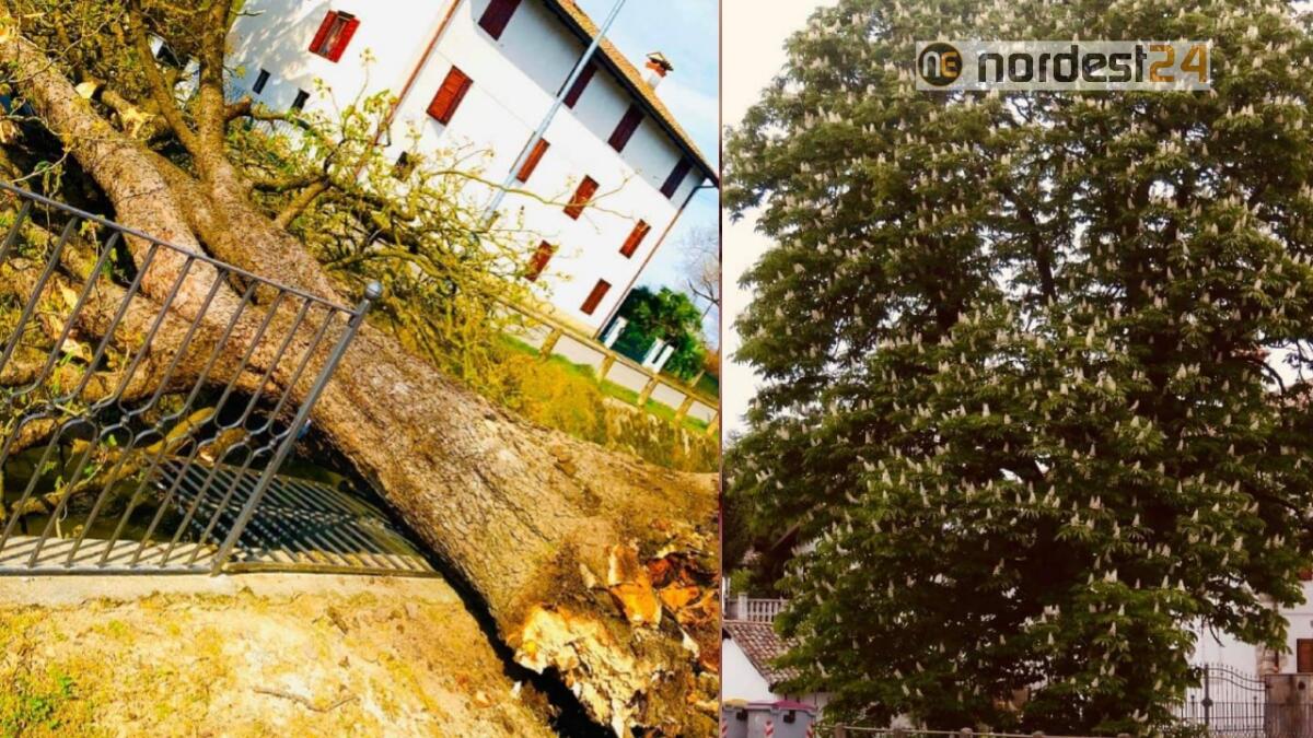 Aquileia perde un suo "Monumento": la bora abbatte il Castagno centenario - 