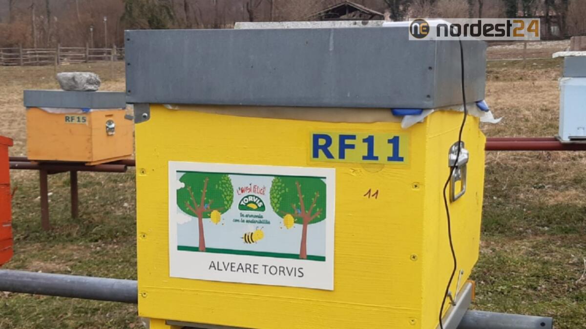 Latte Torvis più sostenibile: 300.000 api salvate da una startup - 