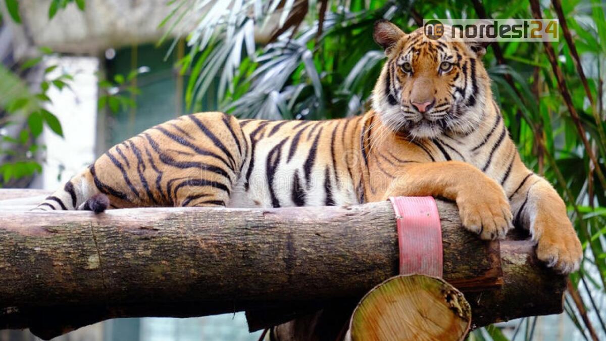 Coronavirus, tigre positiva allo zoo del Bronx a New York - 