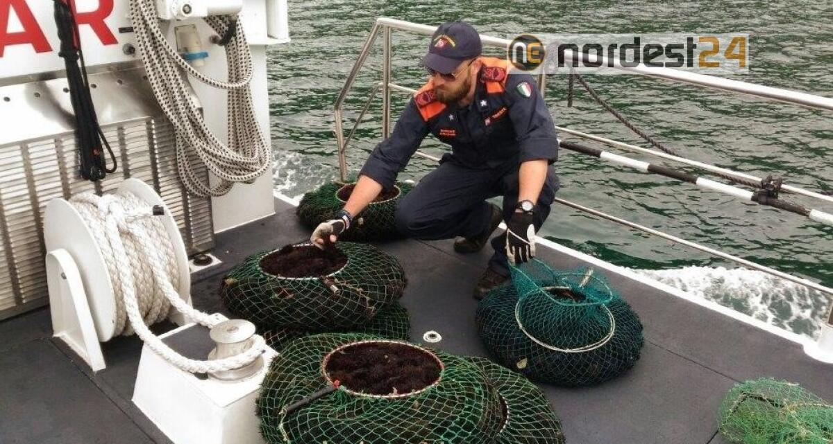 Trieste. Maxi sequestro: camion con 500 kg di ricci e 1260 kg di oloturie - 