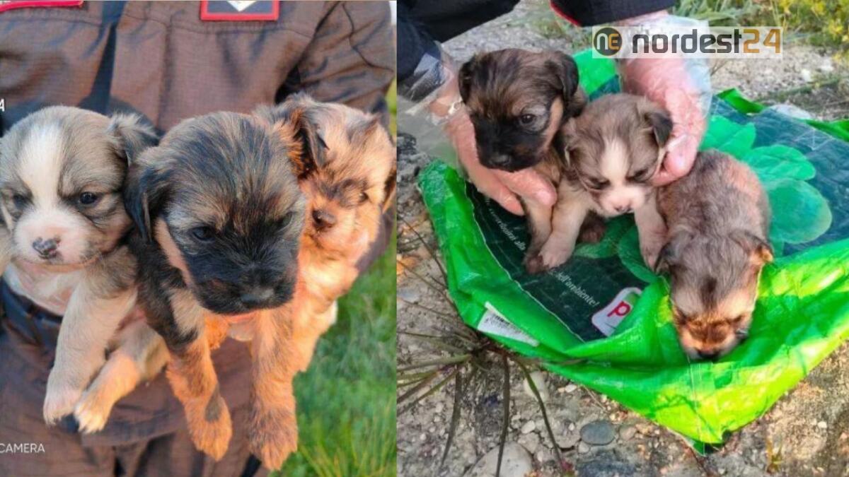 Pramaggiore (VE). Cuccioli di cane in una busta per la spesa sul ciglio della strada - 