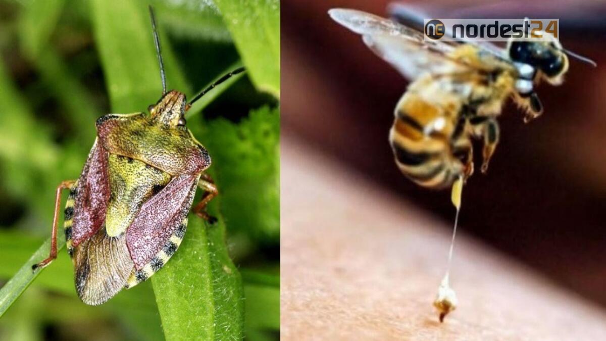 Cimici, c'è il decreto autorizzativo: il Veneto sperimenta la Vespa samurai - 