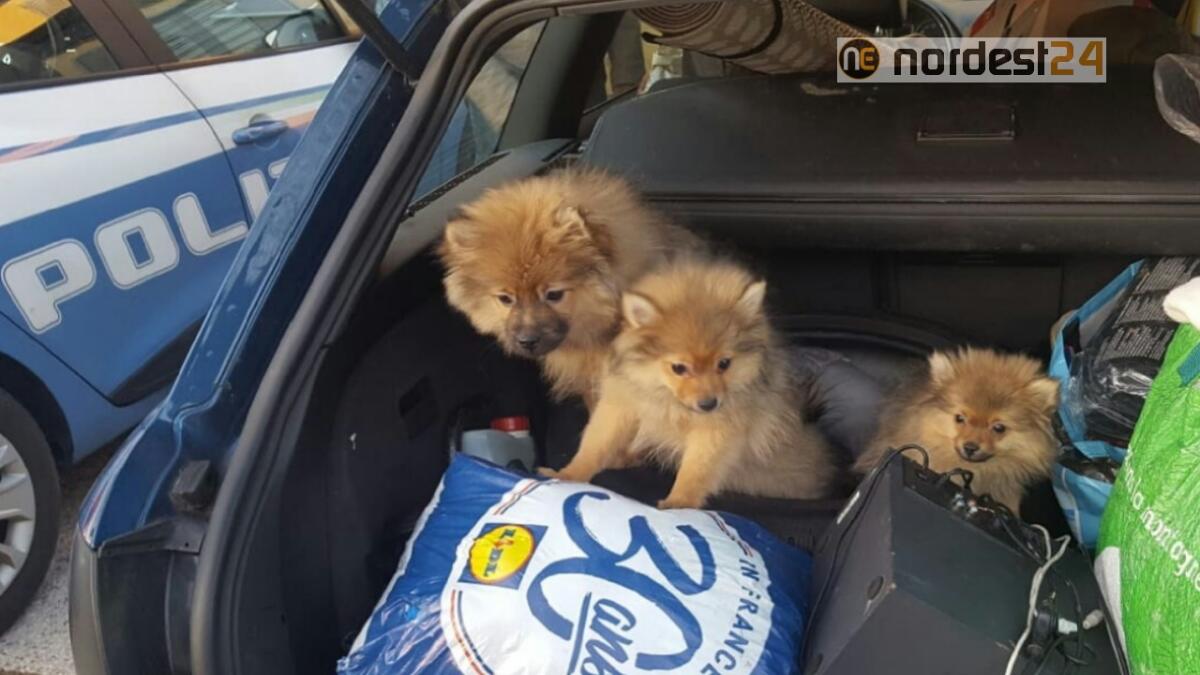 Trieste. Controlli: sequestrati 3 cuccioli al valico di Fernetti - 
