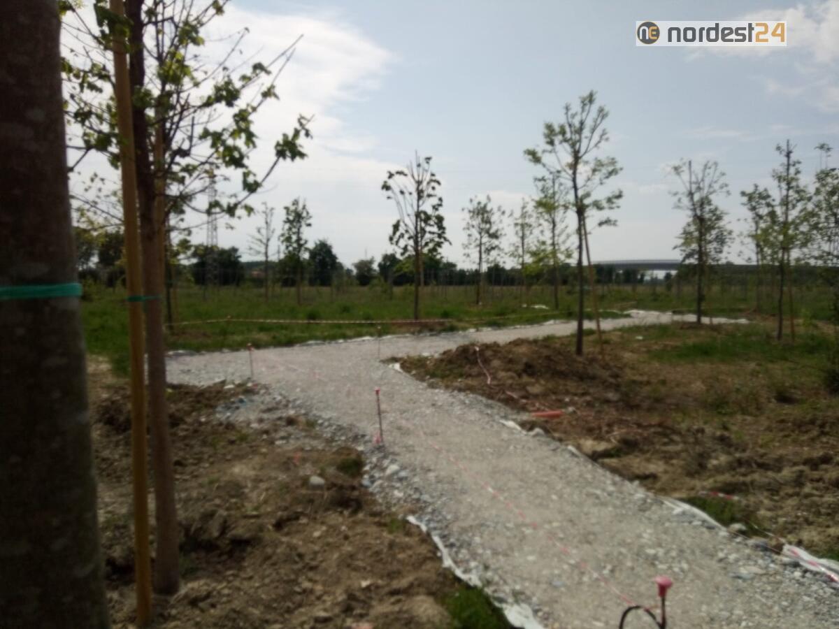 A Summaga (VE) c'è un nuovo bosco con 200 alberi: polmone verde atteso da anni - 
