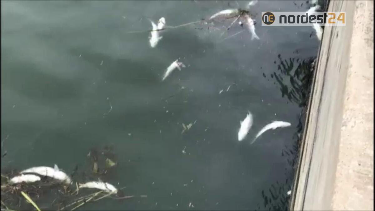 Incendio a Marghera: vietato pescare e mangiare prodotti degli orti - 