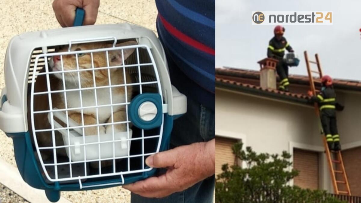 Bloccato sui tetti da due giorni: gatto tratto in salvo dai pompieri - 