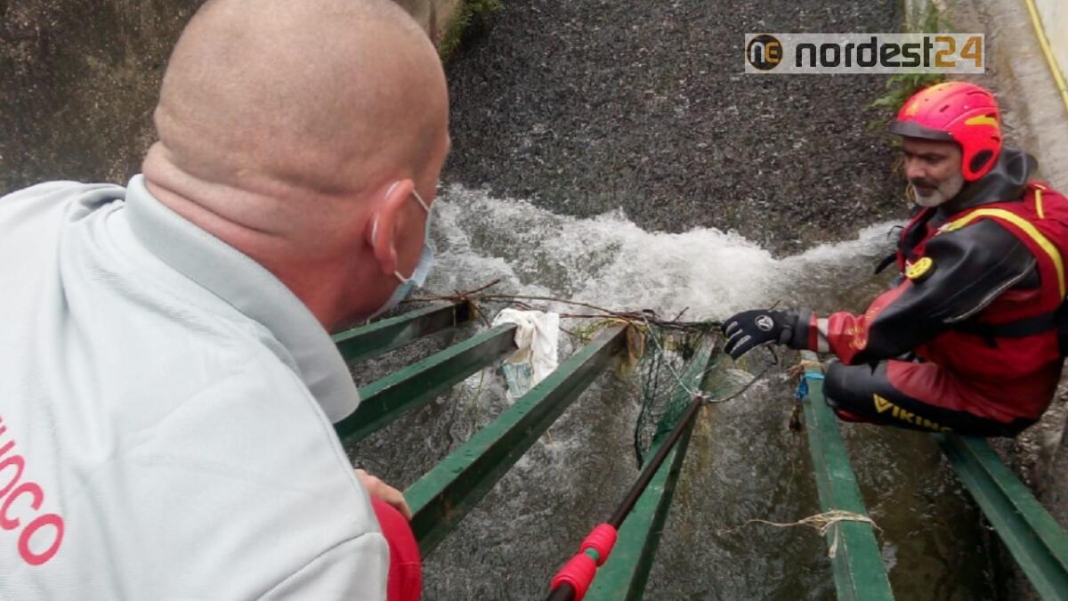 Scivolano lungo una griglia nella roggia: salvati 8 anatroccoli - 