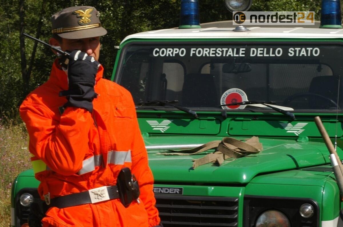 Shock in Fvg: traffico di animali macellati abusivamente, sangue smaltito nelle campagne - 