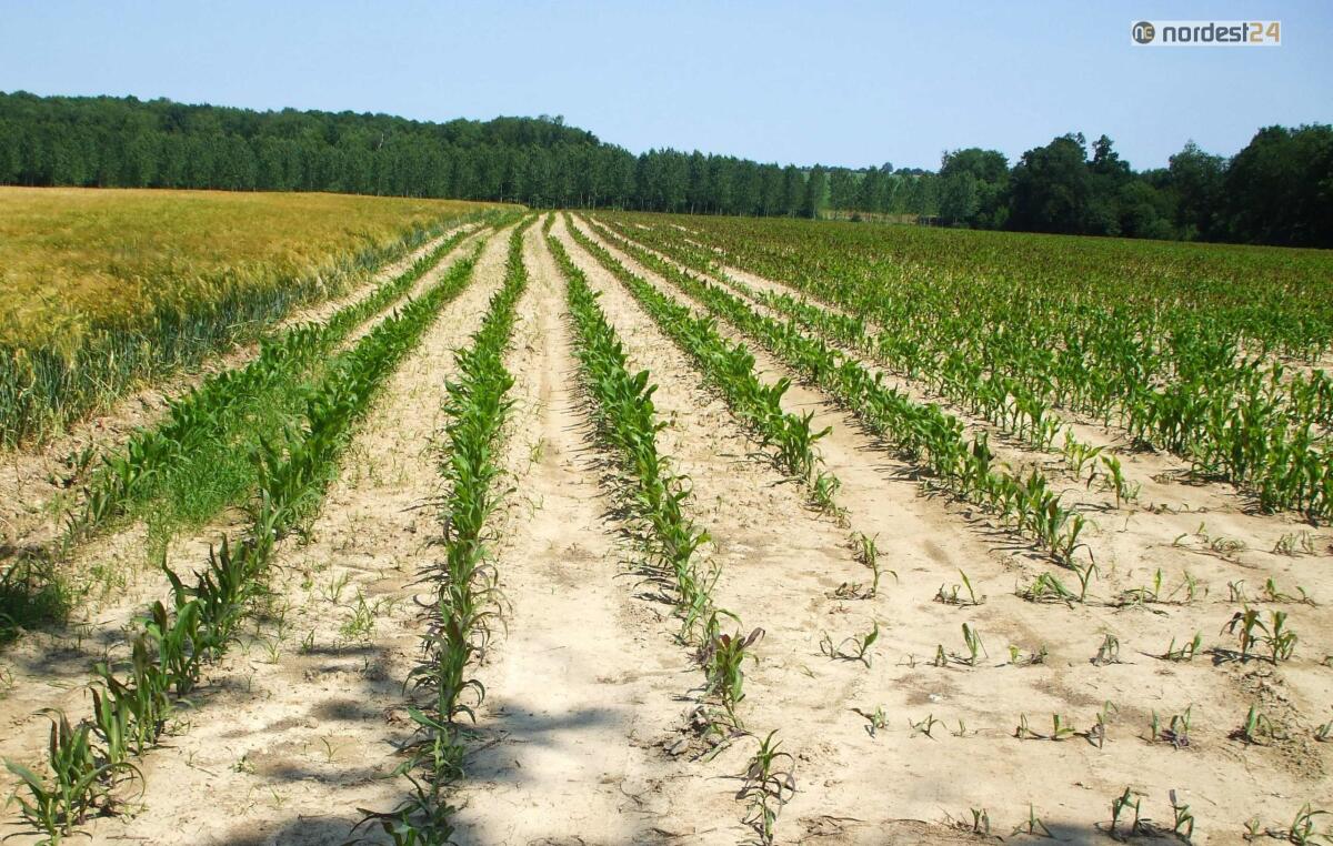 Veneto, allarme siccità: autorizzata irrigazione di soccorso - 
