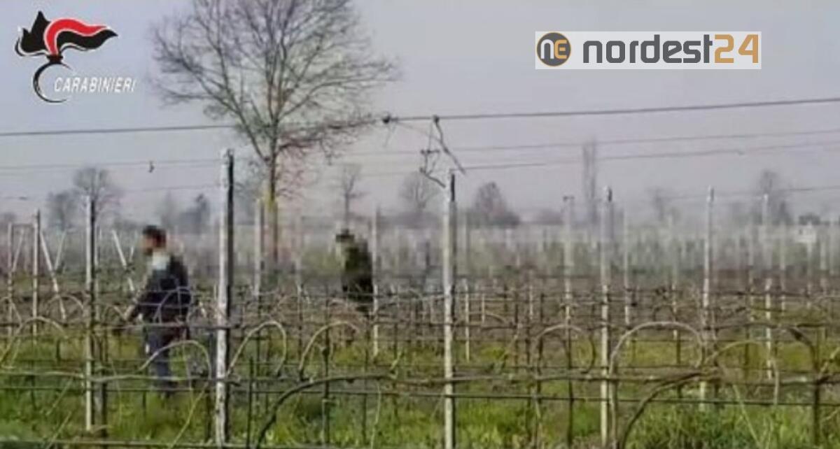 Nei campi e vigneti come schiavi: caporalato nel Trevigiano, 4 arresti - 