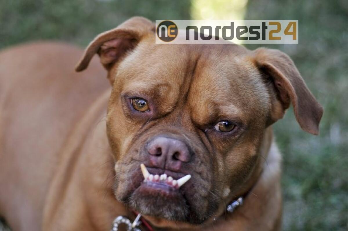 Bimba azzannata da cane nonni,gravissima - 