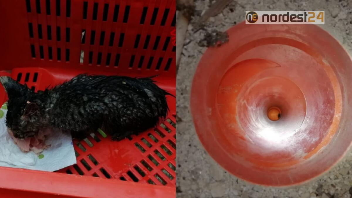 Micio intrappolato nel tubo di scarico: lo salvano i pompieri - 