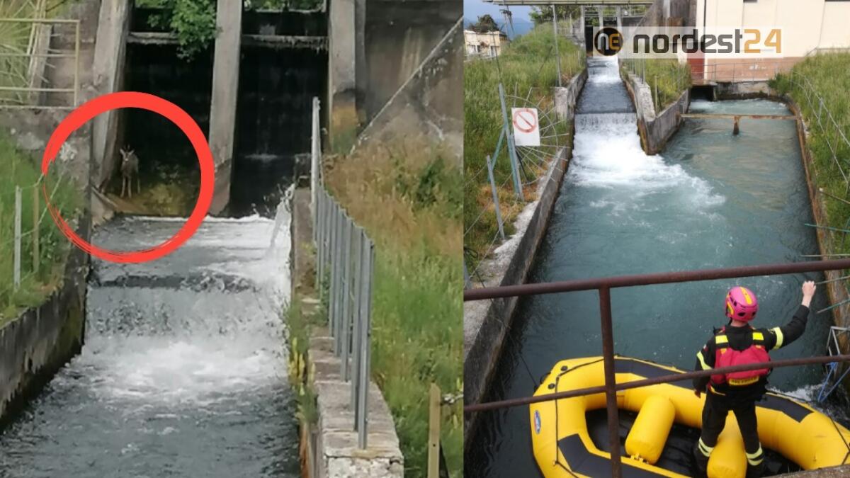 Capriolo finisce in un canale a Rodeano (UD): salvato dai vigili del fuoco - 
