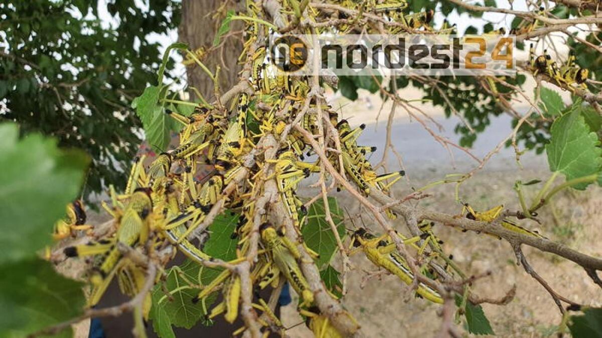 India: allarme locuste nei cieli - 