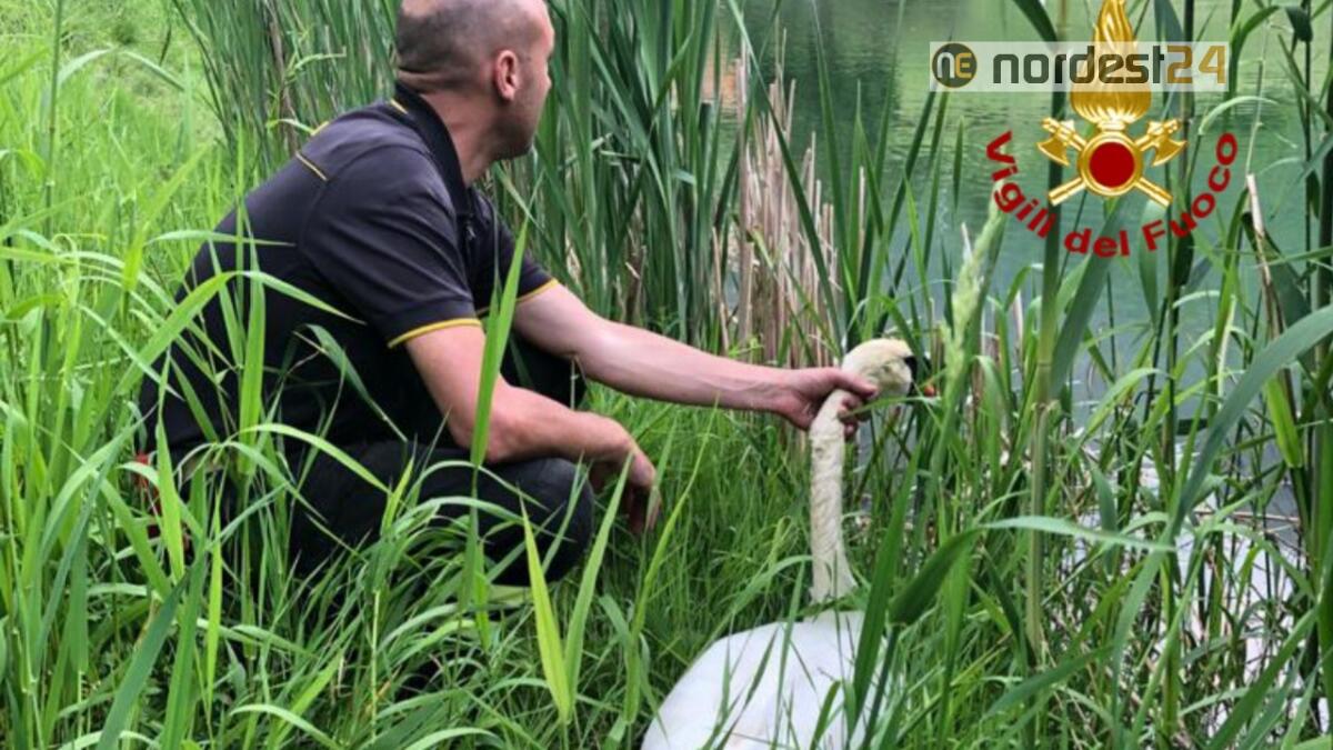 Cigno impigliato con una zampa in un filo di ferro: lo liberano i pompieri - 