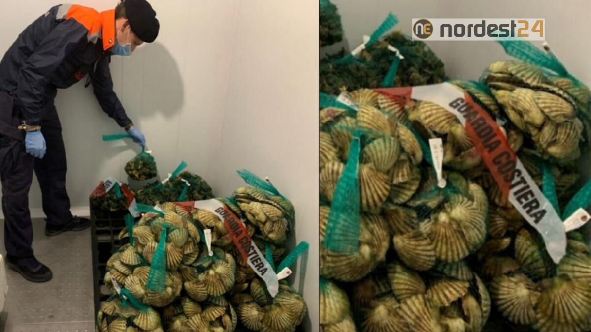 Dalla Slovenia a Udine senza documentazione: sequestrati 60 kg di prodotto ittico - 
