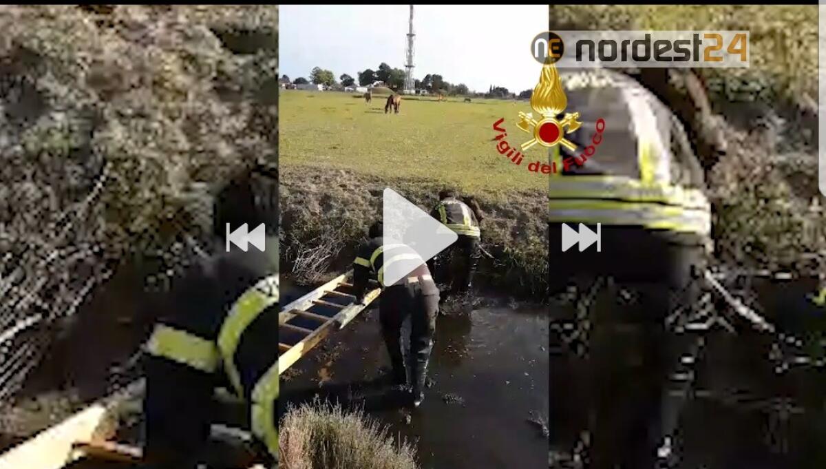 Cavallino Treporti. Puledrino bloccato nel fango di un canale: salvato dai pompieri - 