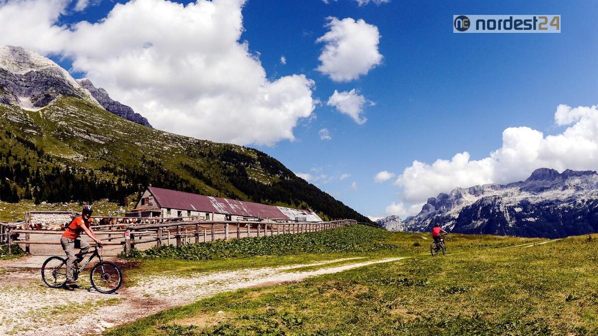 Riapre Malga Montasio: Al pascolo da metà giugno 200 bovine - 