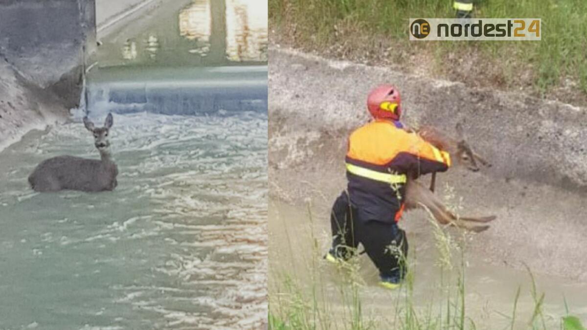 Aviano. Capriolo cade nel canale, salvato dai Vigili del Fuoco - 