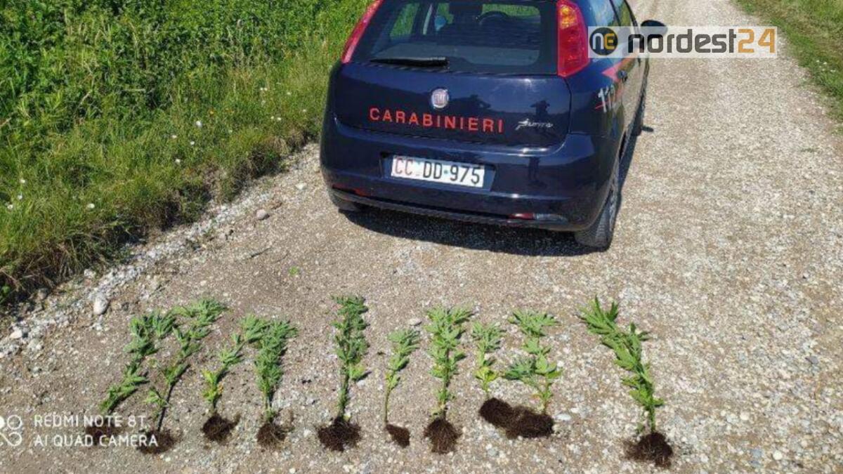 A Concordia Sagittaria piante di marijuana lungo l'argine del Loncon - 