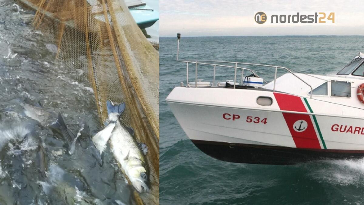 Marano Lagunare. Pesca illegale: maxi multa e  sequestro branzini, orate e cefali - 