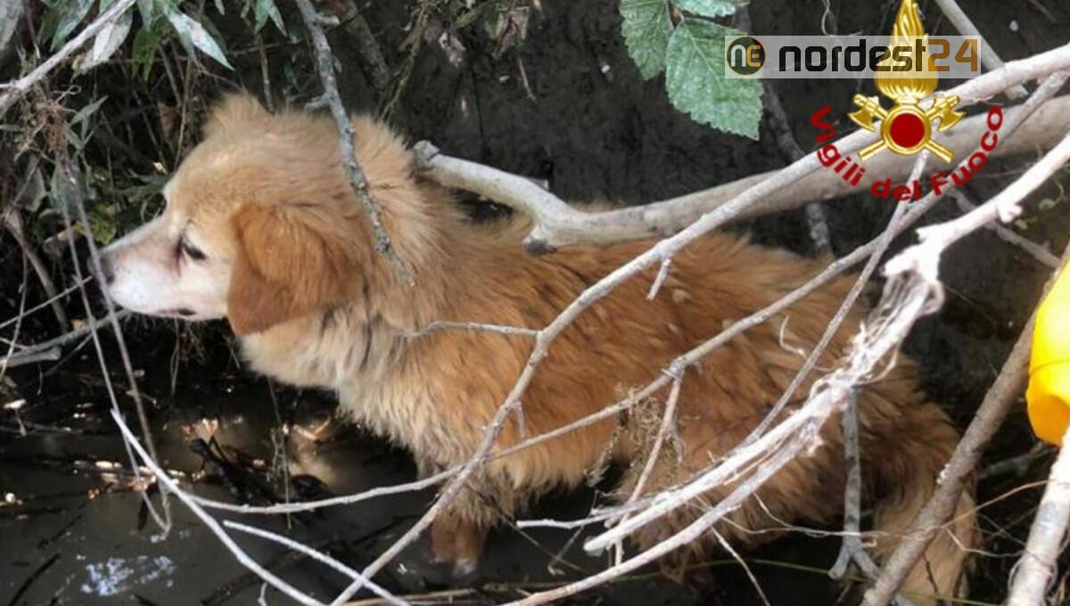 Ramo infilato nel collare: cane bloccato, salvato dai pompieri - 