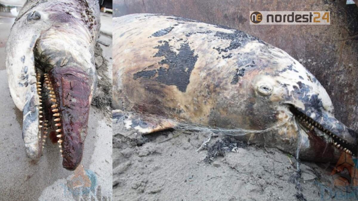 Tursiope spiaggiato a Grado - FOTO - 