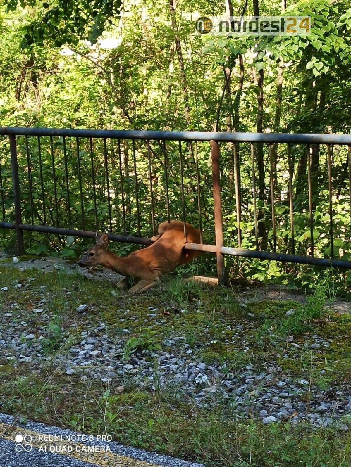 Capriolo incastrato sulla recinzione della ciclovia Alpe Adria: liberato dai pompieri - 