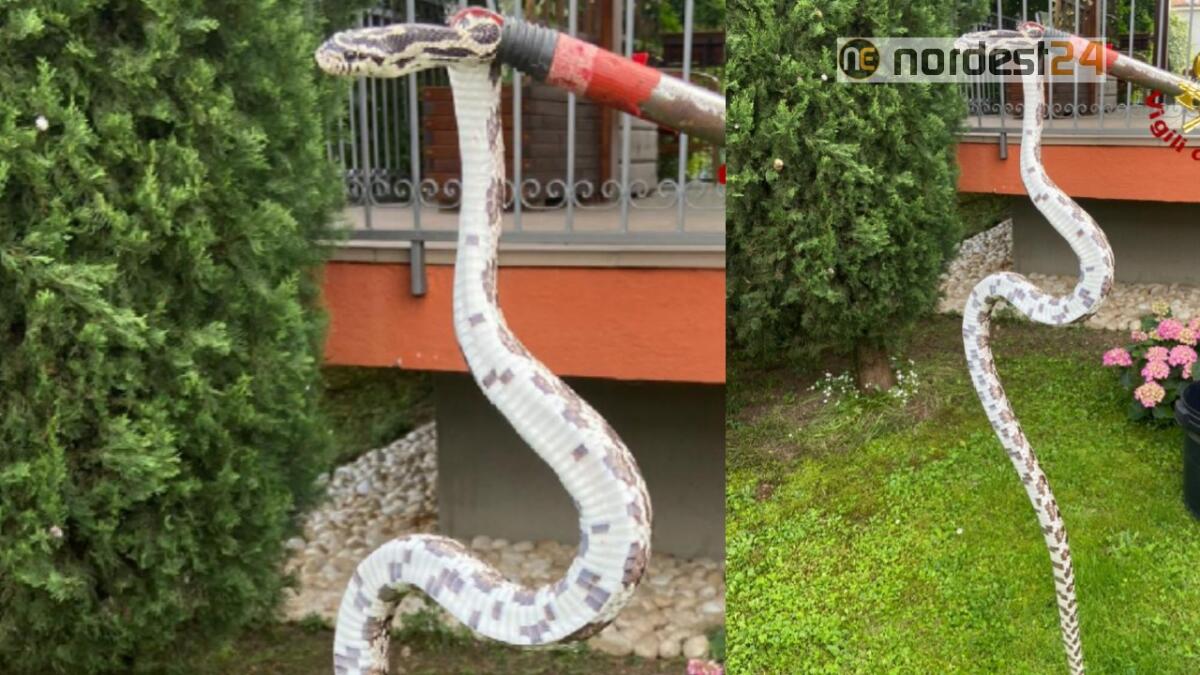 Serpente scappa dalla teca: recuperato dai vigili del fuoco - 