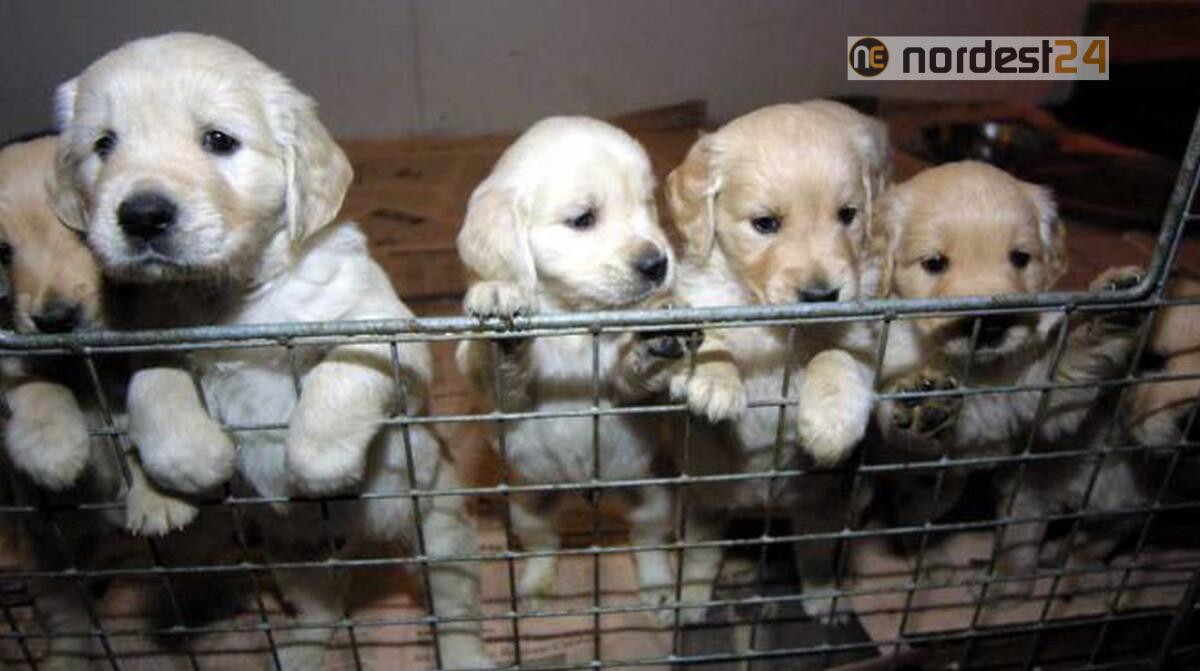 Porpetto. Traffico illecito di cuccioli: sequestrati 49 cani di razza - 