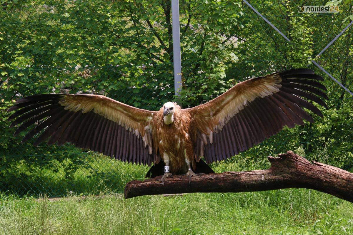 Riapre dopo il lockdown la Riserva naturale regionale di Cornino - 