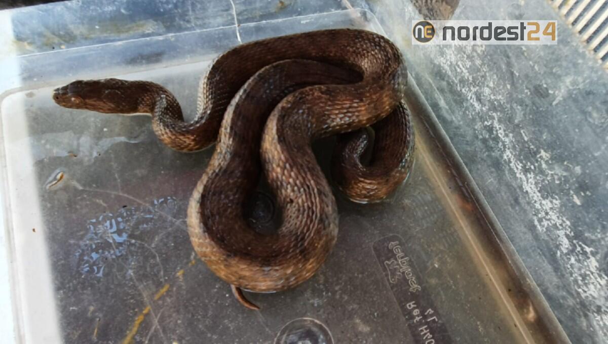 Allarme in spiaggia a Jesolo per una biscia di 50 centimetri - 