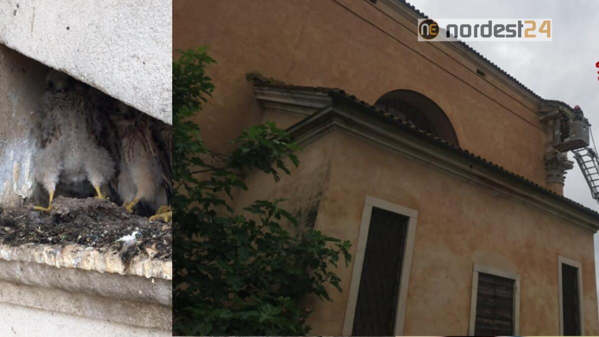 Un falchetto spicca il volo da 15 metri, ma cade - 