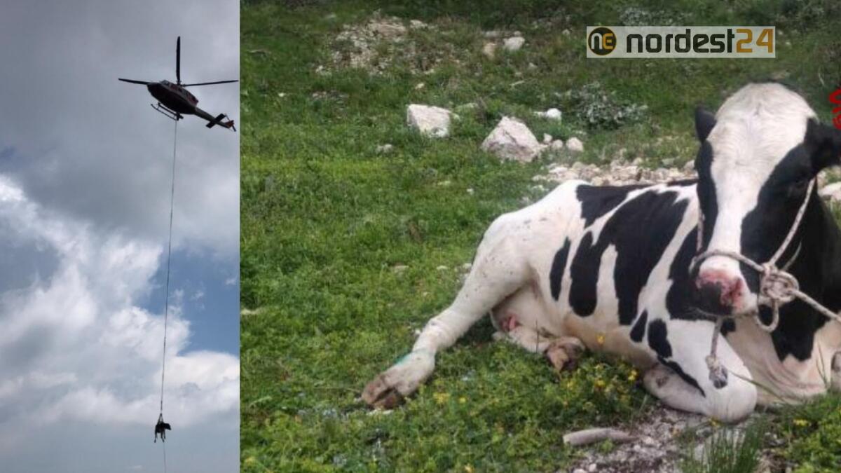 Cade nella scarpata: mucca recuperata con l'elicottero - 