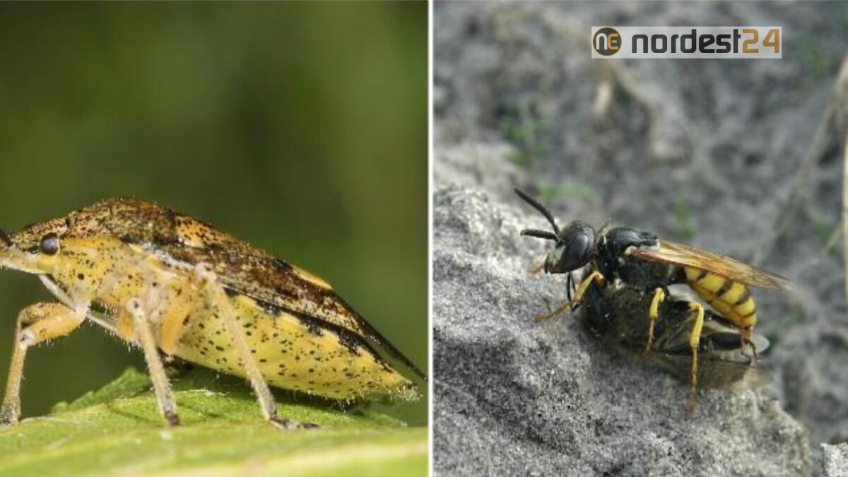 Veneto. Giovedì primi lanci di Vespe Samurai contro la cimice asiatica - 