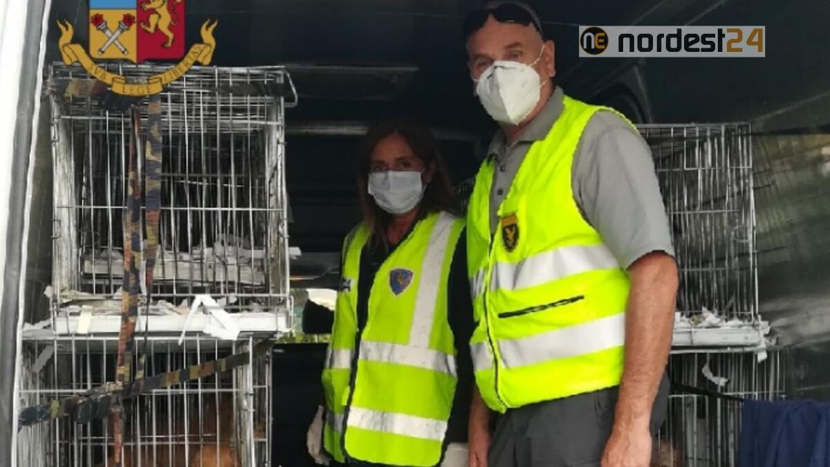Palmanova. Sequestrati 39 cuccioli illegali, valore 60 mila euro - 