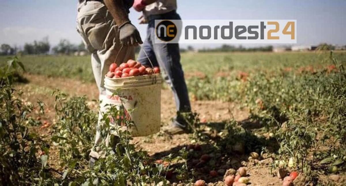 Lavoro: Inps, da oggi domande emersione irregolari - 