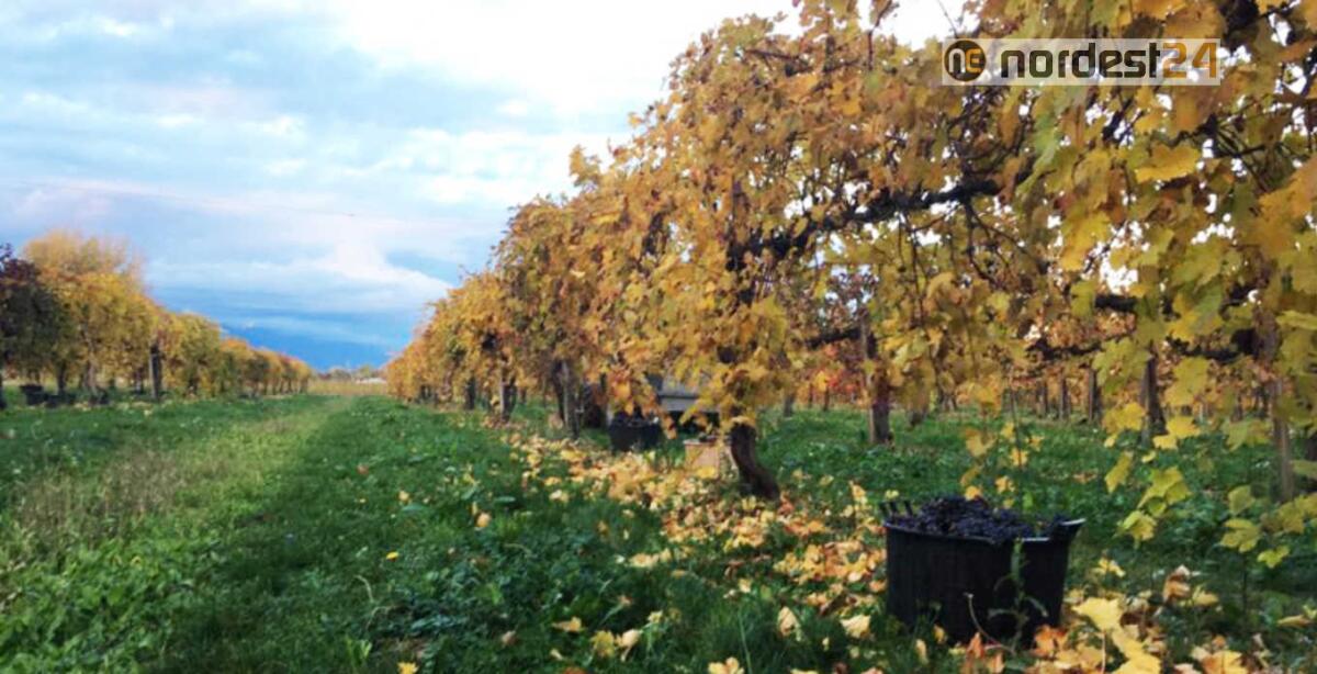 Le cantine di Vazzola e del Terraglio si fondono: nasce la Cantina Produttori Piave Sile - 
