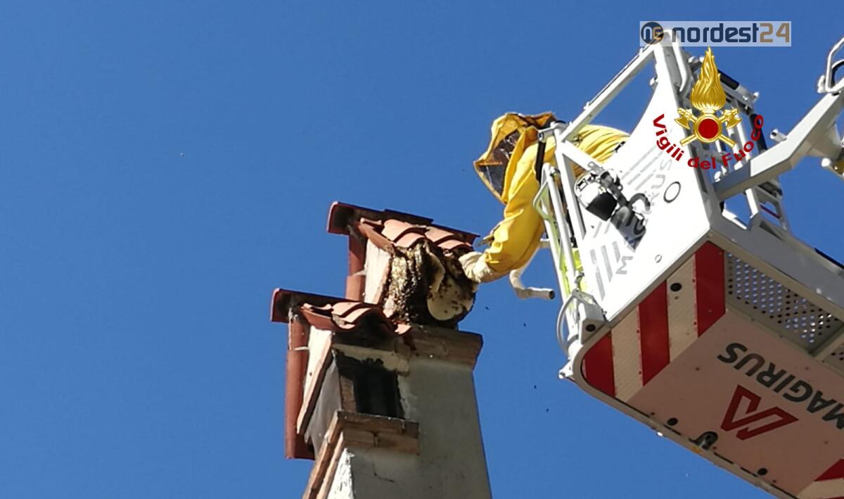 Mestre. Mega alveare sul camino: intervengono i pompieri - 