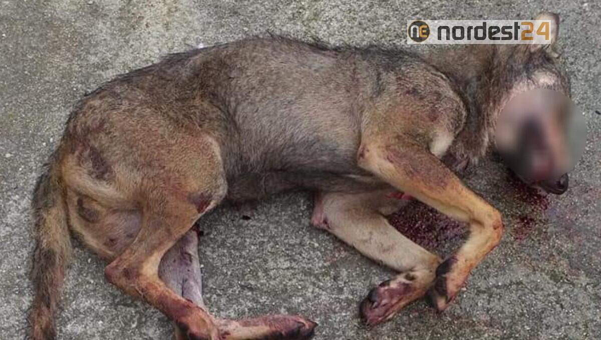 Investe un lupo e fugge senza allertare i soccorsi - 