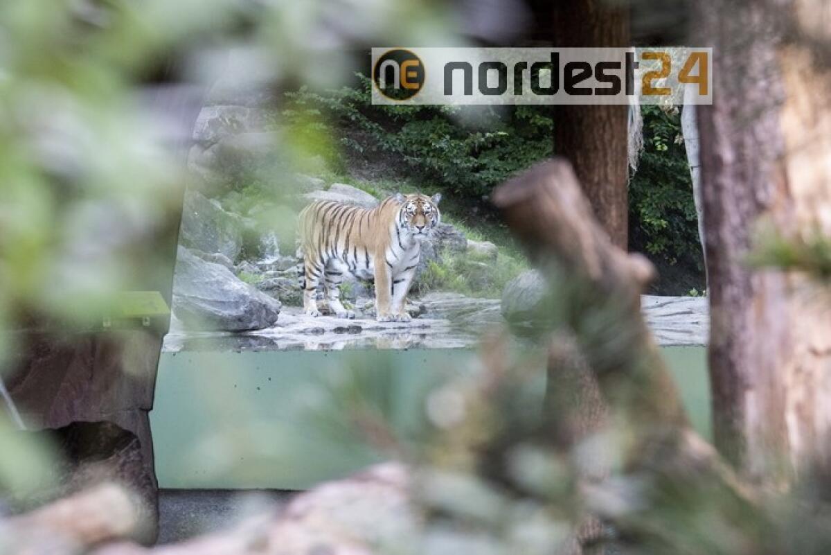 Svizzera: donna uccisa da una tigre allo zoo di Zurigo - 